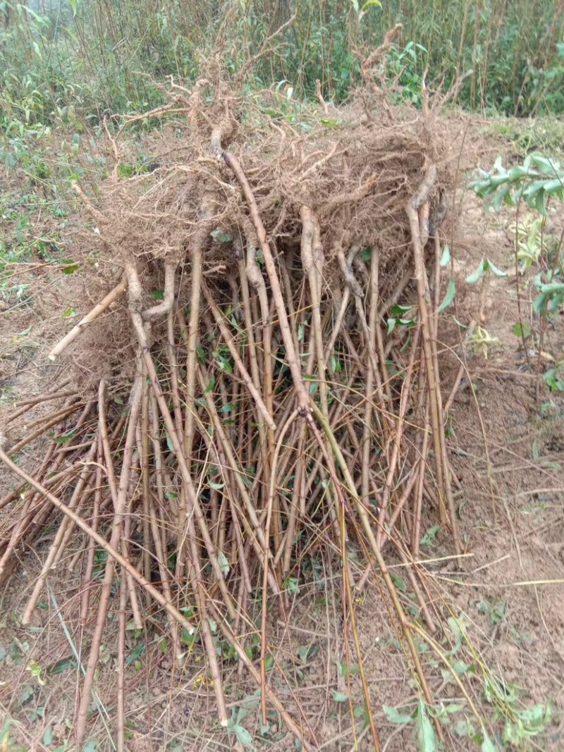 正宗蜂糖李子苗，李子树苗，蜂糖李苗，蜂糖李子树苗，