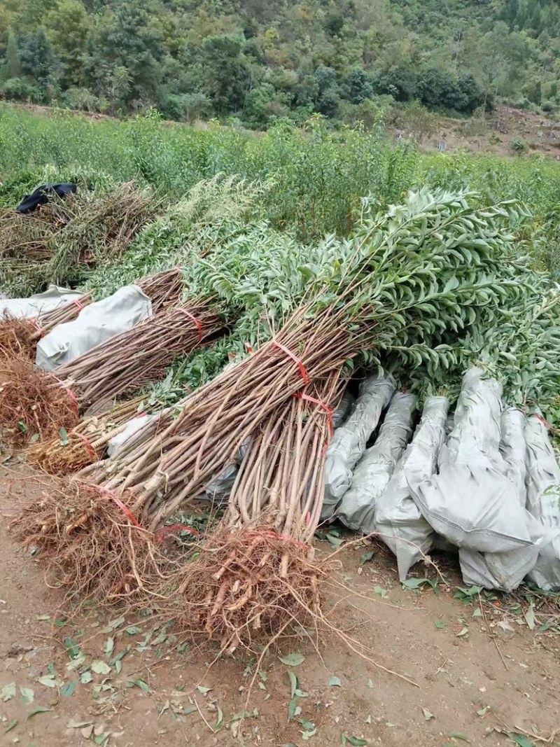 正宗蜂糖李子苗，李子树苗，蜂糖李苗，蜂糖李子树苗，