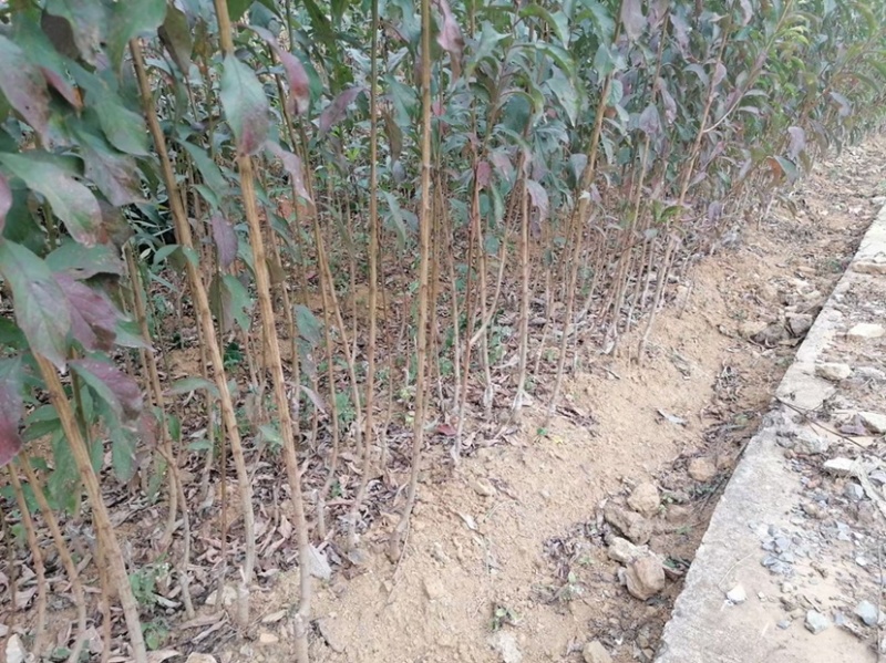 正宗蜂糖李子苗，李子树苗，蜂糖李苗，蜂糖李子树苗，