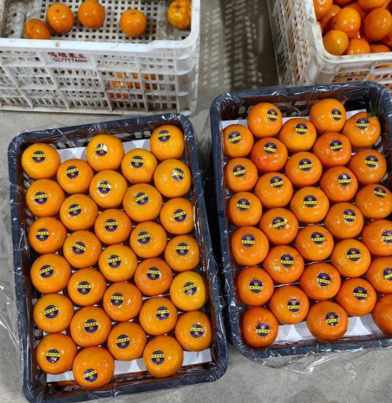 精品沃柑大量货源口感甜市场，电商全国发货，欢迎来电咨询