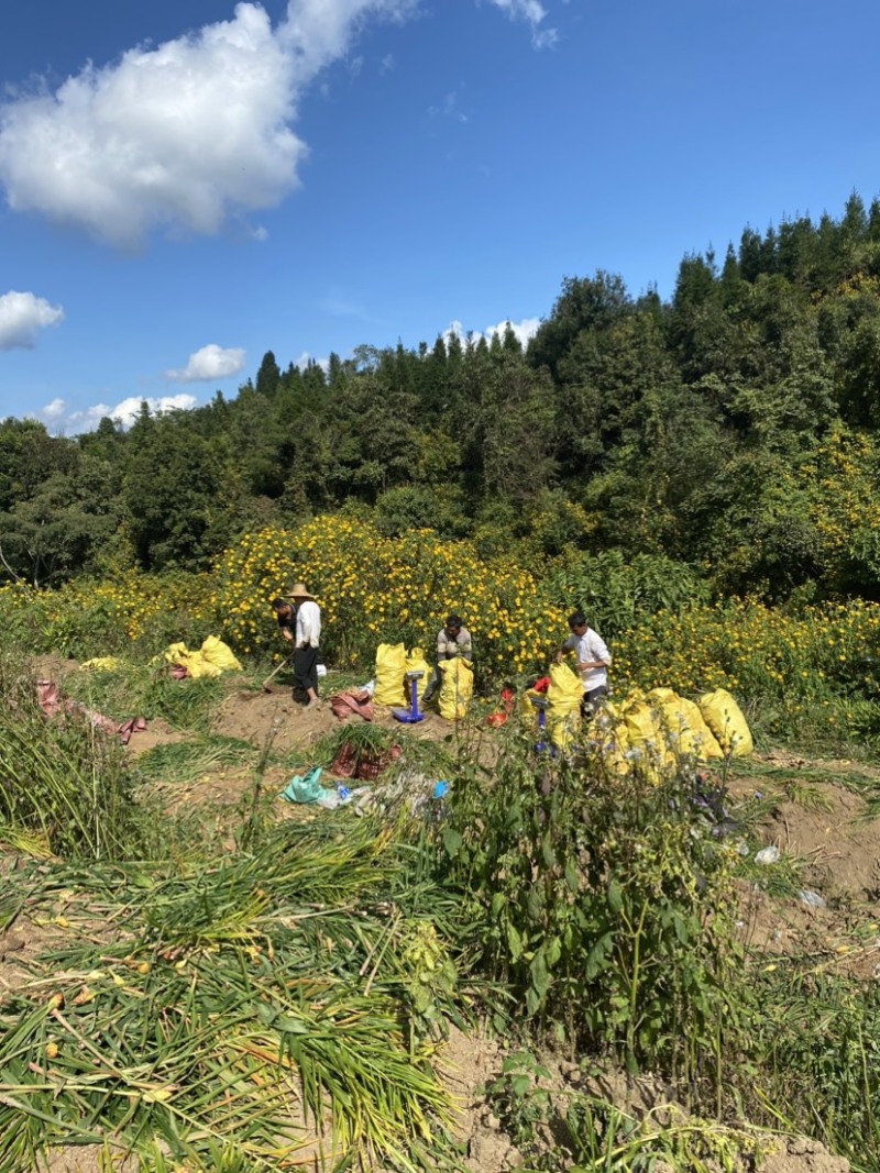 云南西双版纳生姜山地小黄姜姜种库存姜批发现挖