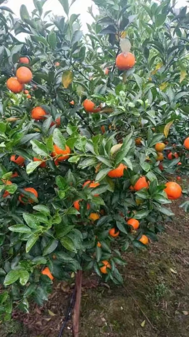 金葵砂糖橘已大量上市，有需要的客商来合作共赢，广西武宣