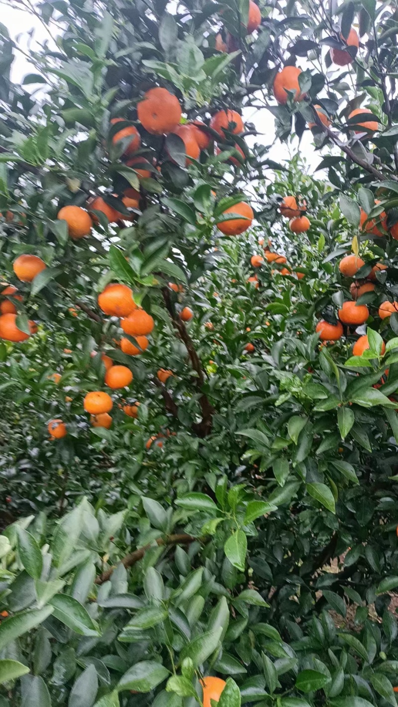 金葵砂糖橘已大量上市，有需要的客商来合作共赢，广西武宣
