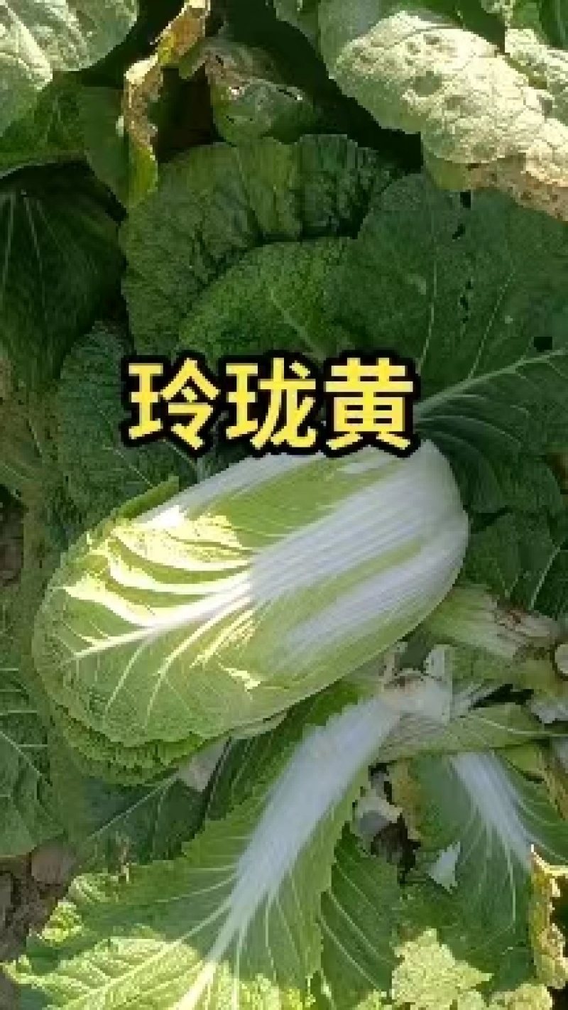 大白菜产地一手货源品质好面积大并有专业团队为你服务