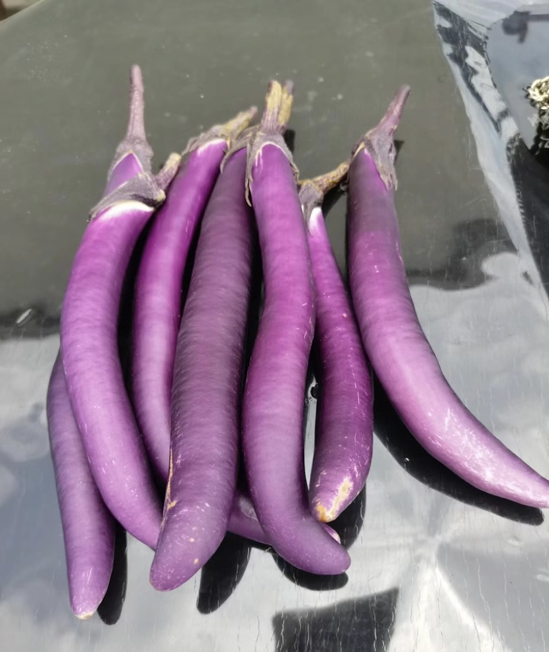 杭研紫红长茄种子高产早熟口感好超长线茄绵软四季种蔬菜种籽
