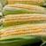 甜玉米，水果玉米，太阳花，花超产地一手货源，保质保量