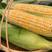 甜玉米，水果玉米，太阳花，花超产地一手货源，保质保量