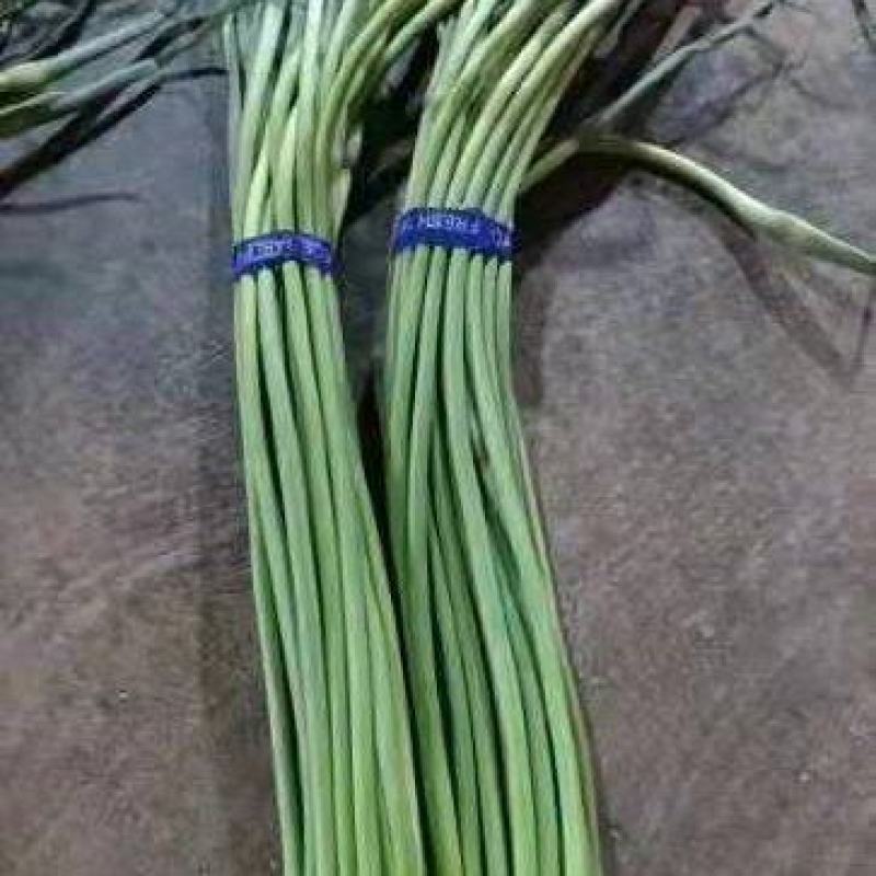 蒜苔红帽蒜苔精品加工蒜苔长期供应对接电商超市量大从优