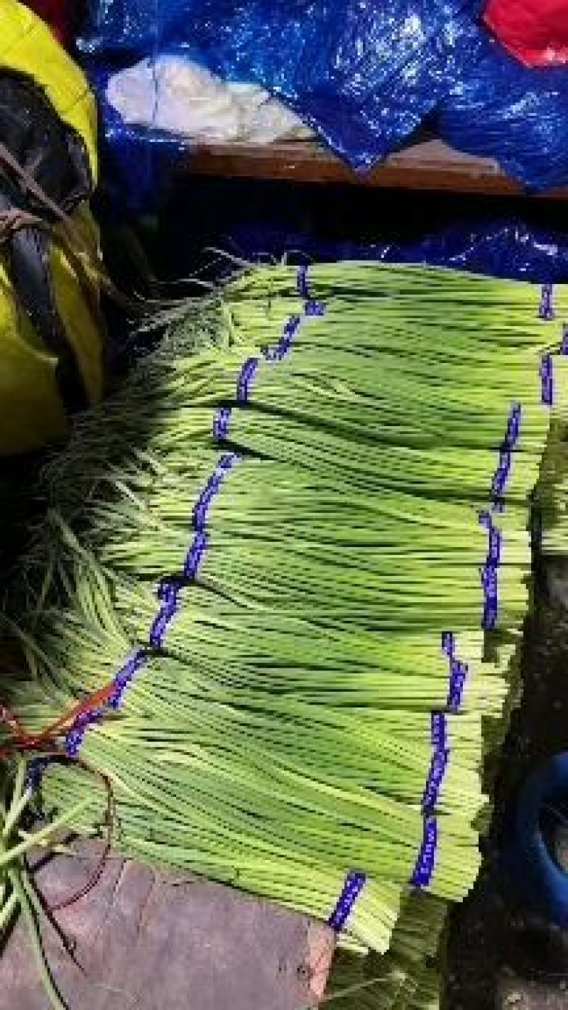 蒜苔红帽蒜苔精品加工蒜苔长期供应对接电商超市量大从优
