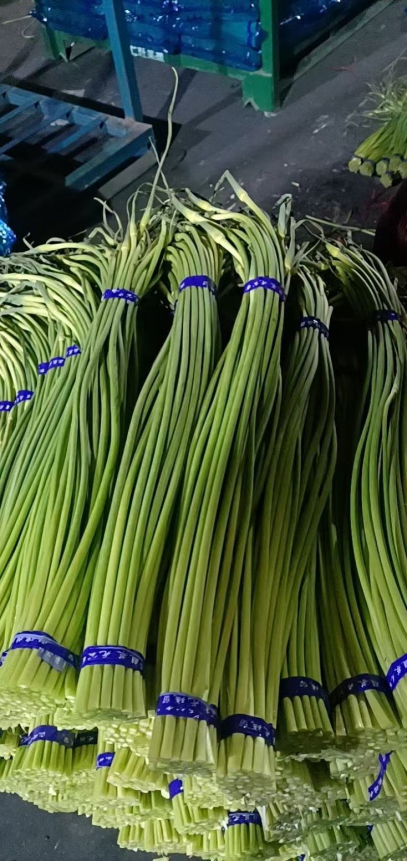 蒜苔红帽蒜苔精品加工蒜苔长期供应对接电商超市量大从优