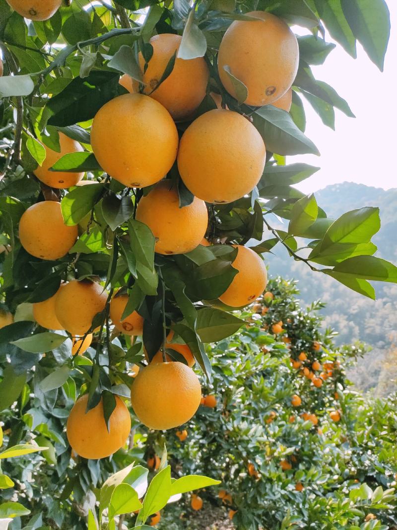 江西正宗原味赣南脐橙薄皮多汁原产地直供量大优惠