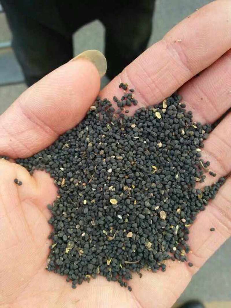 黄芩种籽诚信经营品质保证出芽率高欢迎下单可长期合作