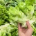 四川新鲜抱儿菜母子脆嫩抱娃娃菜抱子芥菜现摘现发泡菜