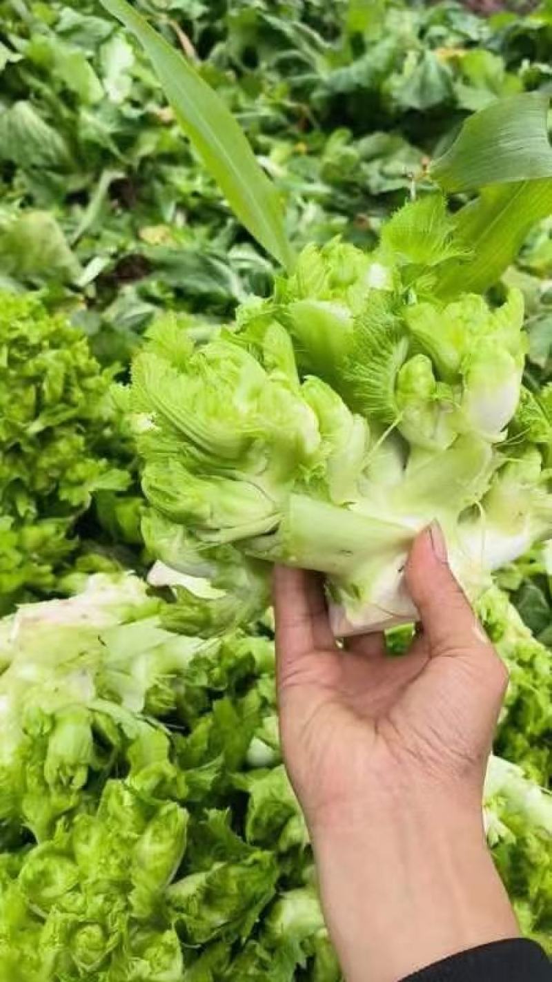 四川新鲜抱儿菜母子脆嫩抱娃娃菜抱子芥菜现摘现发泡菜