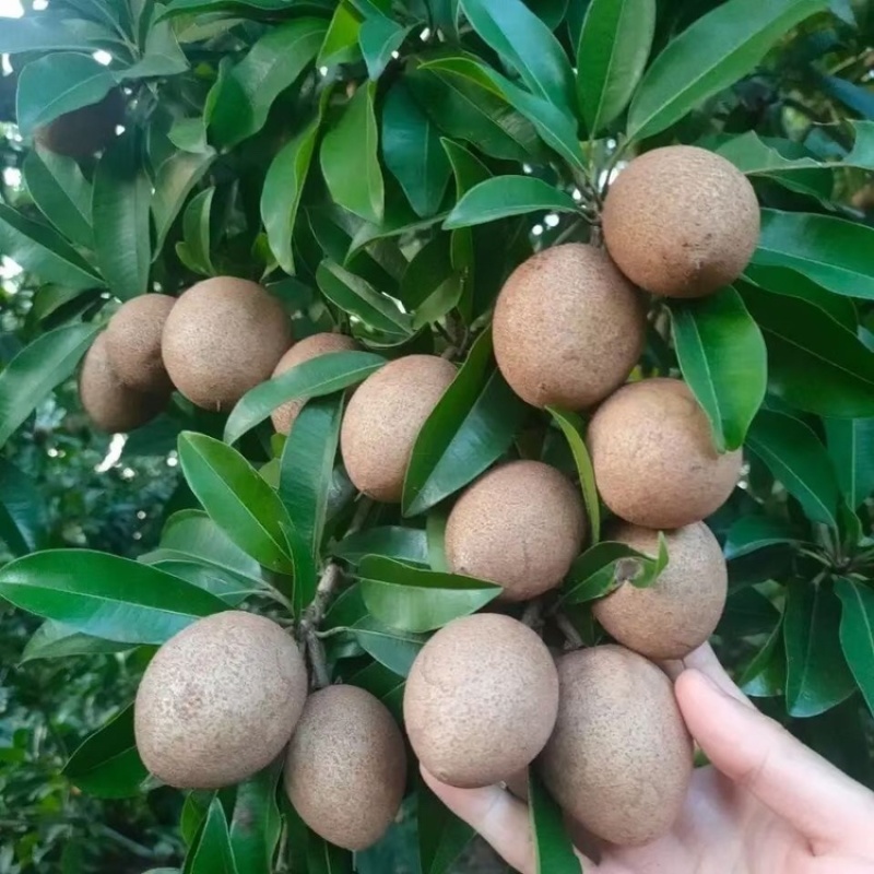 海南水果，人心果