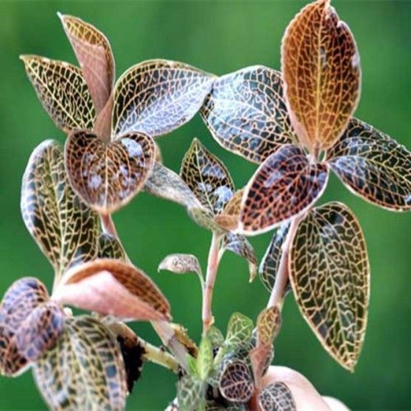 金线莲干品精选福建种植林下非野生整株泡茶煲汤批发
