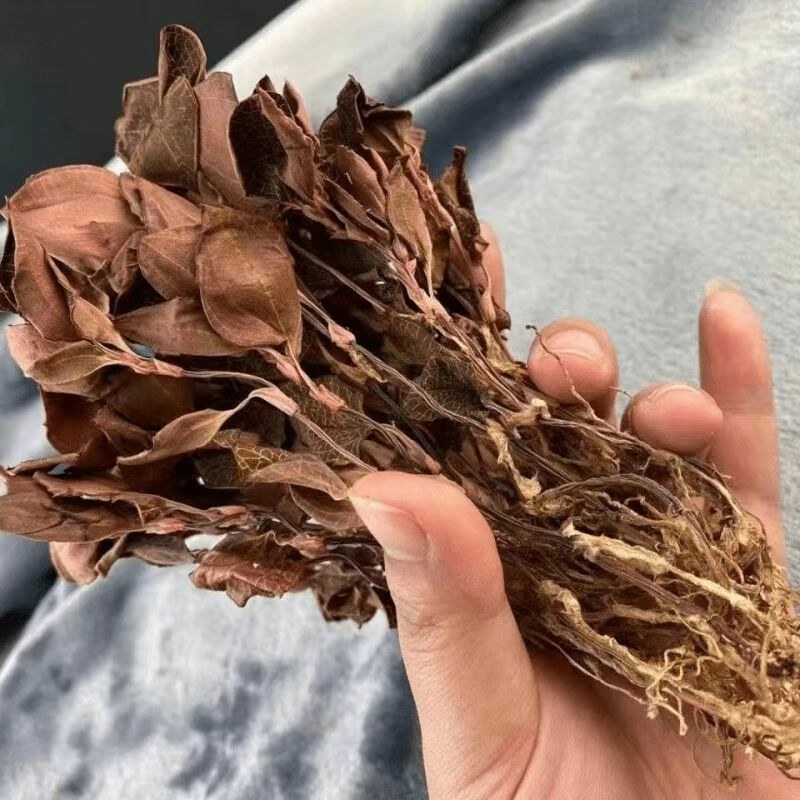 金线莲干品精选福建种植林下非野生整株泡茶煲汤批发