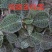 金线莲干品精选福建种植林下非野生整株泡茶煲汤批发