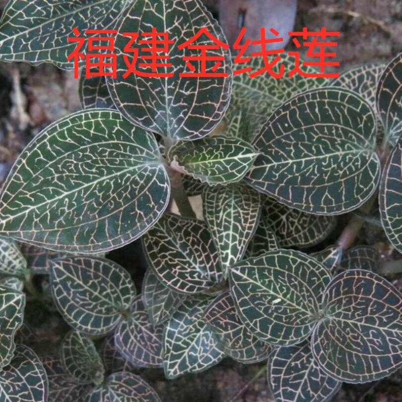 金线莲干品精选福建种植林下非野生整株泡茶煲汤批发