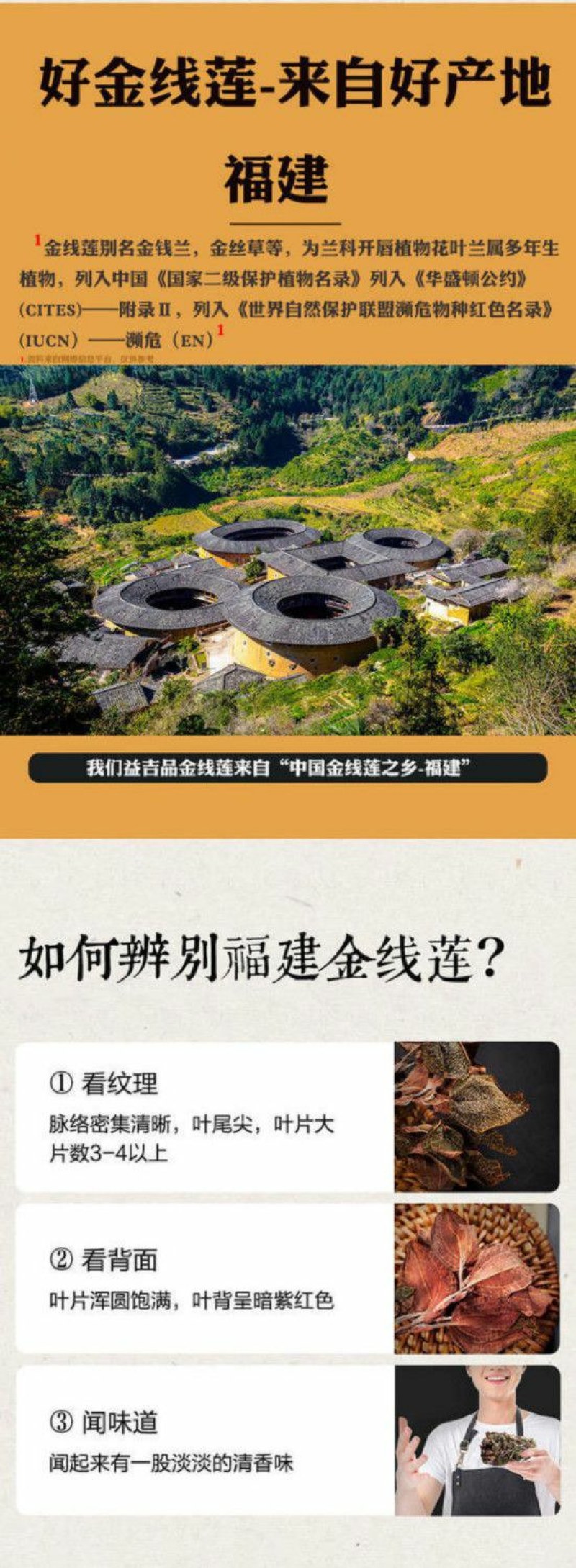 金线莲干品精选福建种植林下非野生整株泡茶煲汤批发