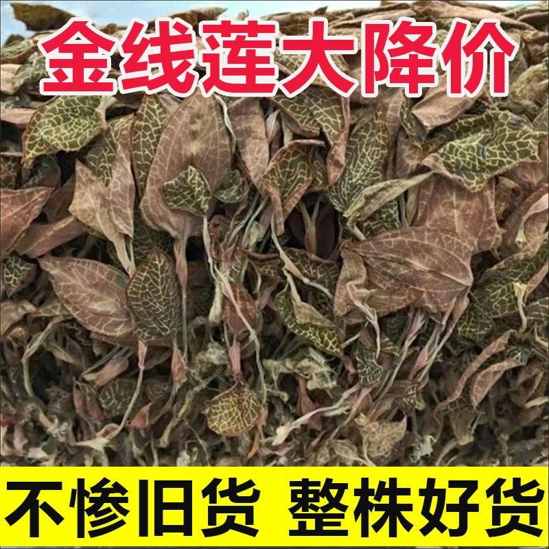 金线莲干品精选福建种植林下非野生整株泡茶煲汤批发