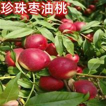 珍珠枣油桃苗品种有1号3号8号5号6号现挖现发包结果
