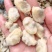 花蛤肉花甲肉无冰无沙蛤蜊肉文蛤贝壳肉嘎啦肉黄蚬10斤