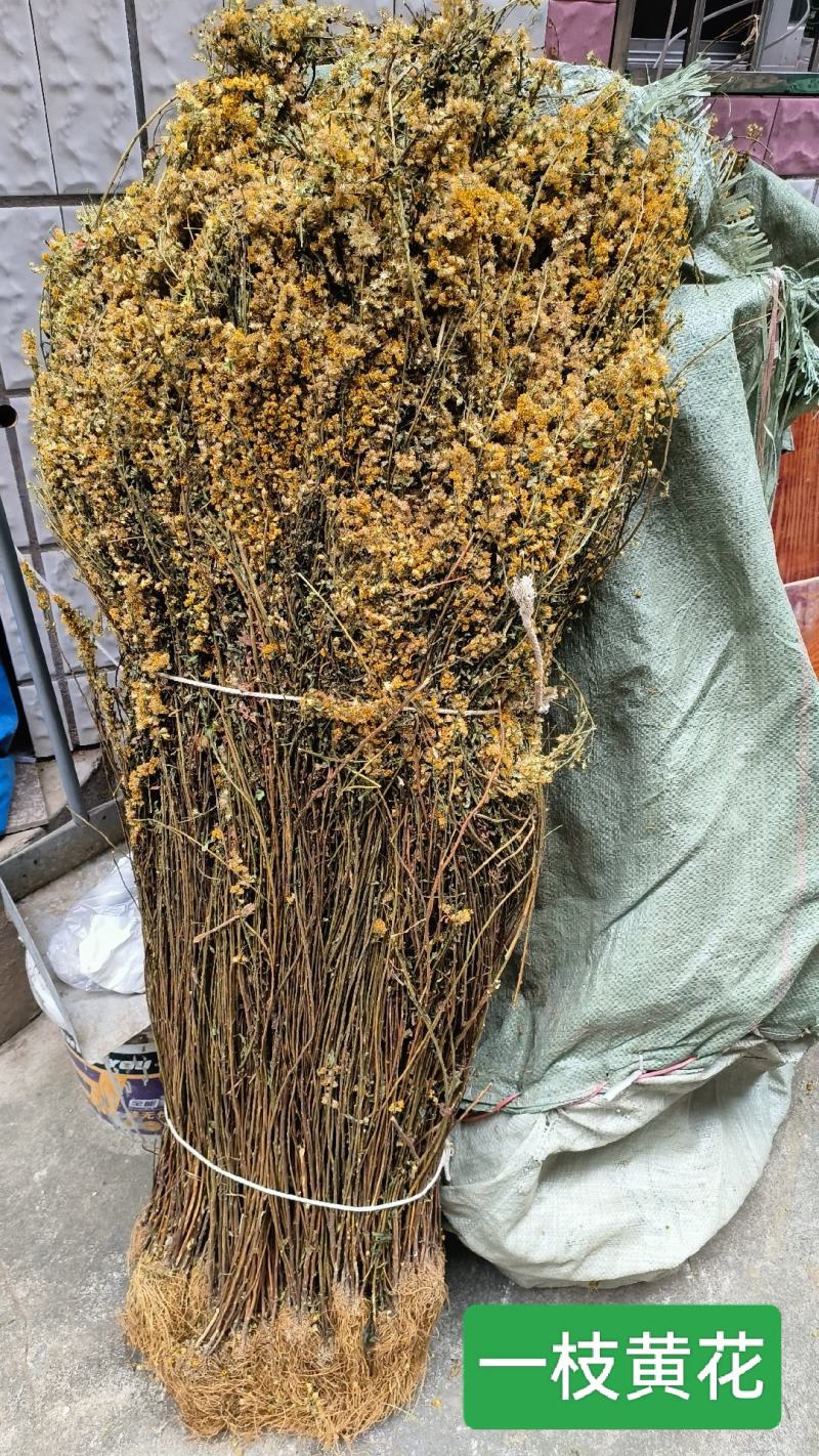 一枝黄花