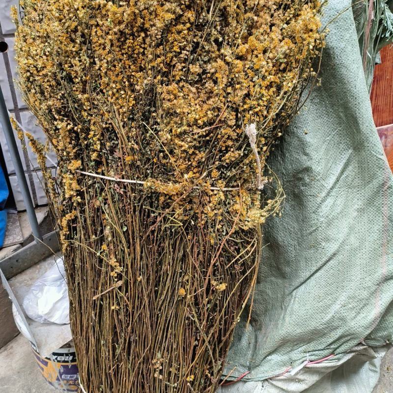 一枝黄花