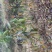 永定高山红柿树苗苹果柿树苗