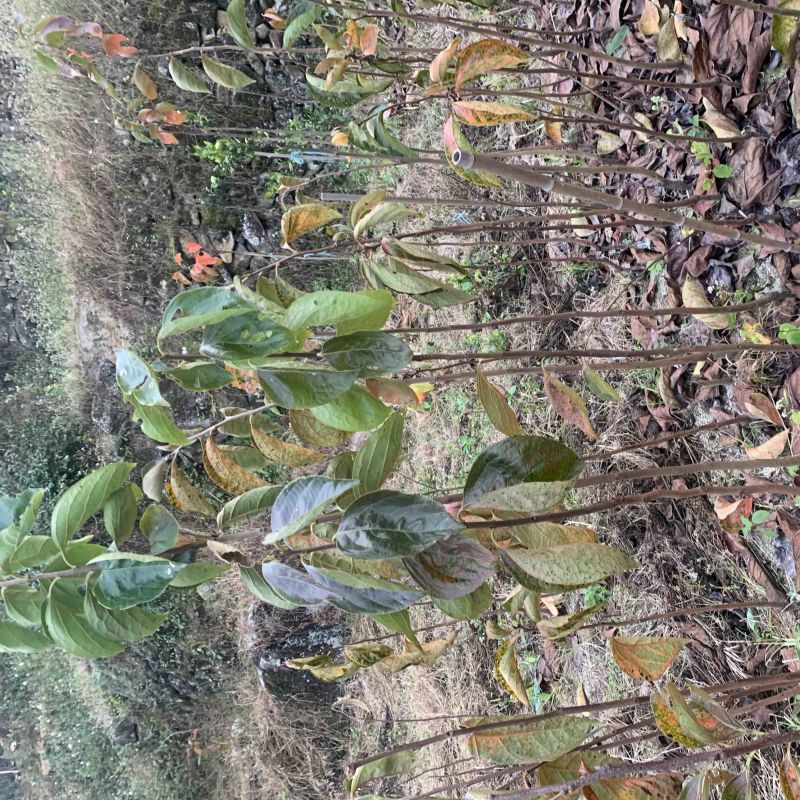 永定高山红柿树苗苹果柿树苗