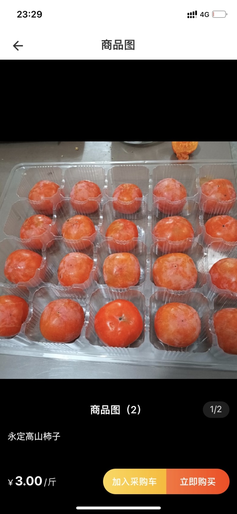 永定高山红柿树苗苹果柿树苗