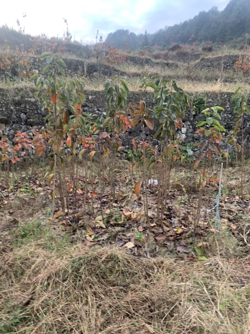 永定高山红柿树苗苹果柿树苗