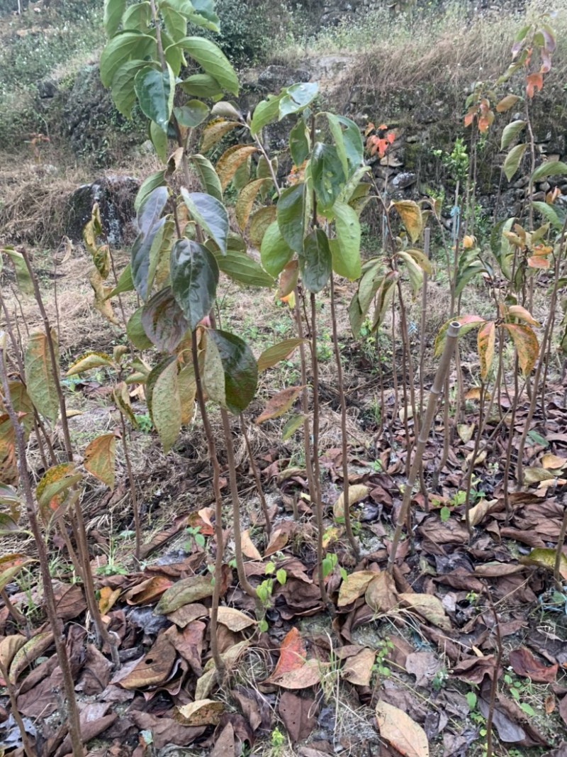 永定高山红柿树苗苹果柿树苗