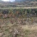 永定高山红柿树苗苹果柿树苗