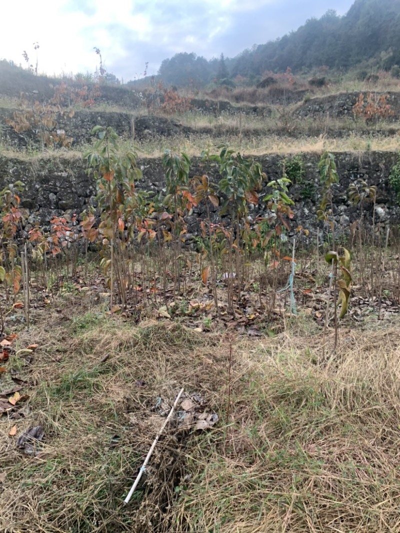 永定高山红柿树苗苹果柿树苗