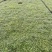 青叶佛甲草基地大量现货供应，欢迎各位客户咨询