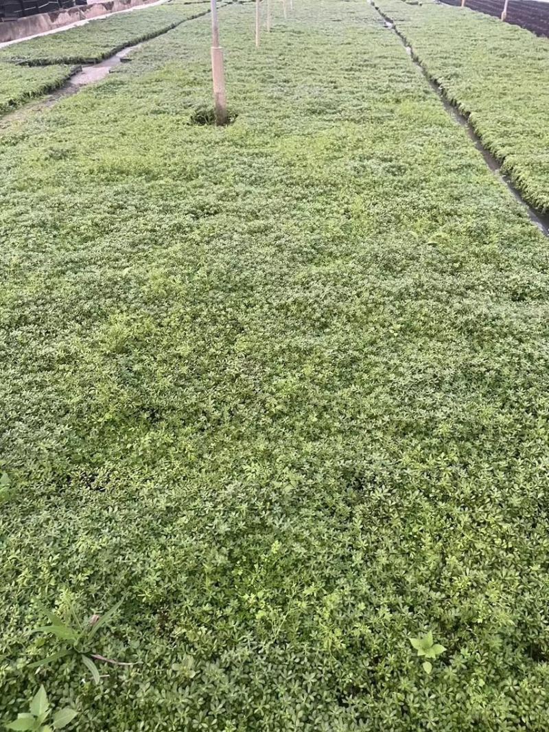 青叶佛甲草基地大量现货供应，欢迎各位客户咨询