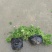 青叶佛甲草基地大量现货供应，欢迎各位客户咨询