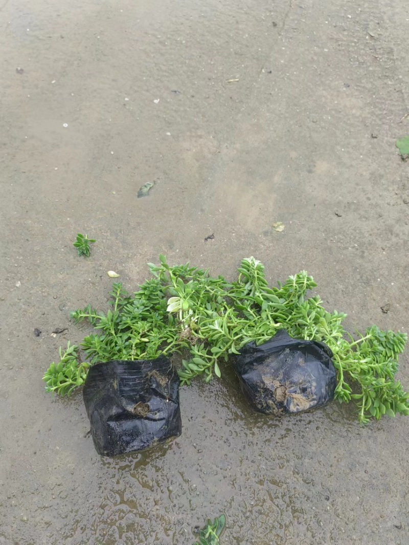 青叶佛甲草基地大量现货供应，欢迎各位客户咨询