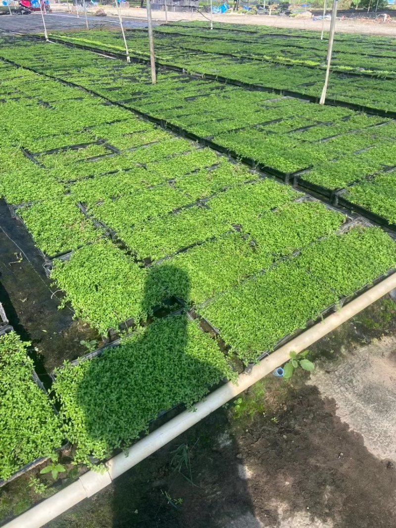 青叶佛甲草基地大量现货供应，欢迎各位客户咨询
