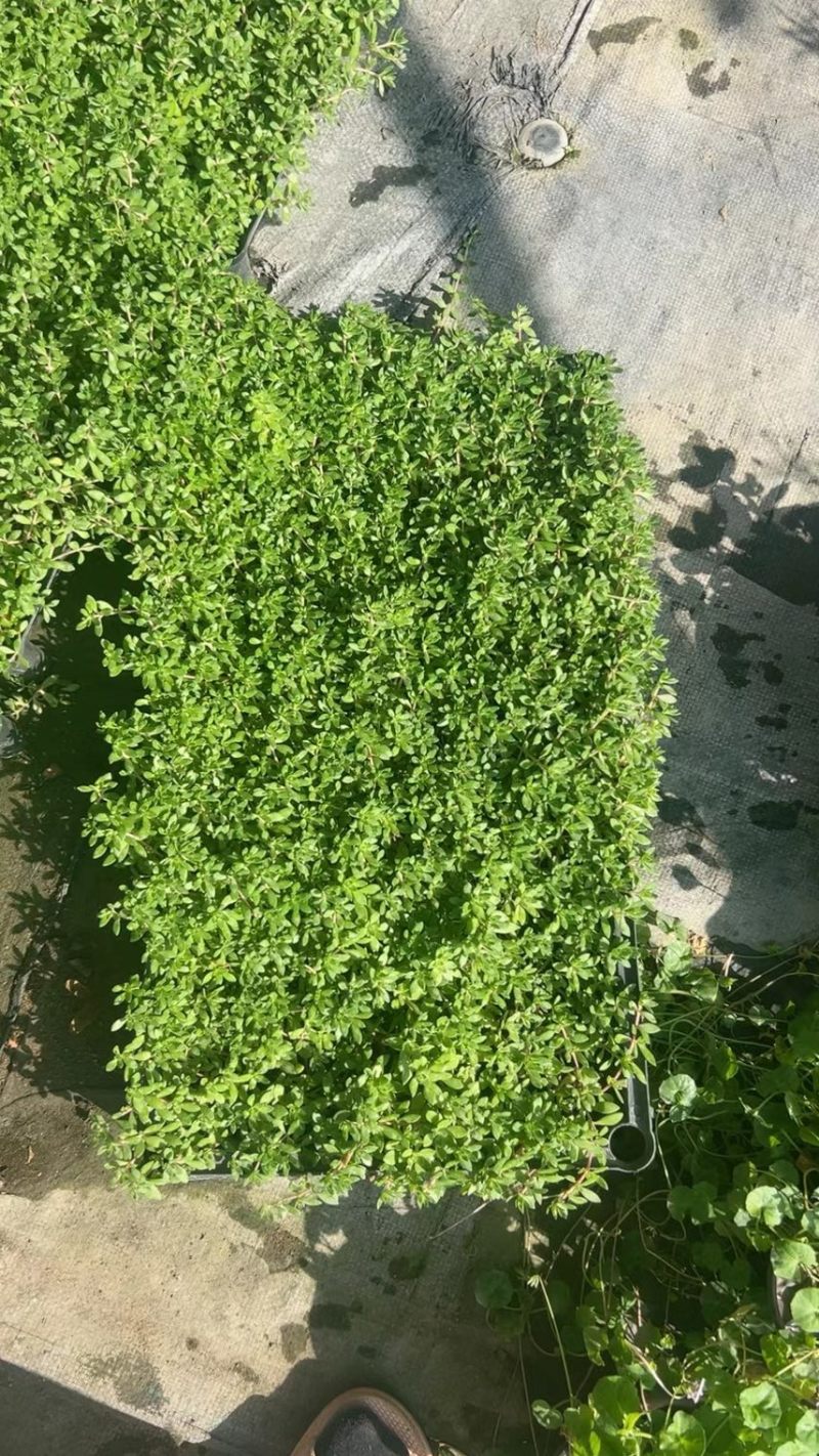 青叶佛甲草基地大量现货供应，欢迎各位客户咨询