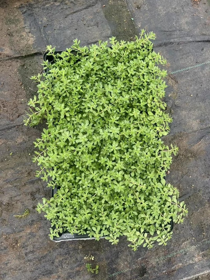 青叶佛甲草基地大量现货供应，欢迎各位客户咨询