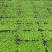 青叶佛甲草基地大量现货供应，欢迎各位客户咨询