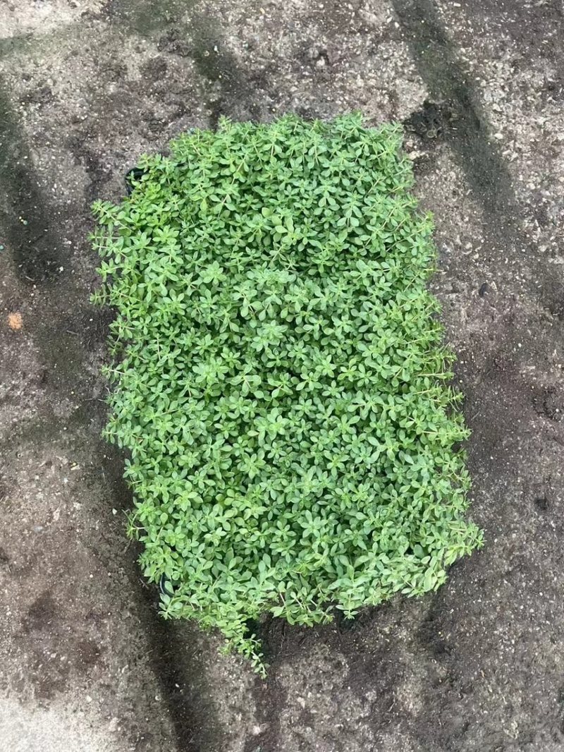 青叶佛甲草基地大量现货供应，欢迎各位客户咨询