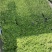 青叶佛甲草基地大量现货供应，欢迎各位客户咨询