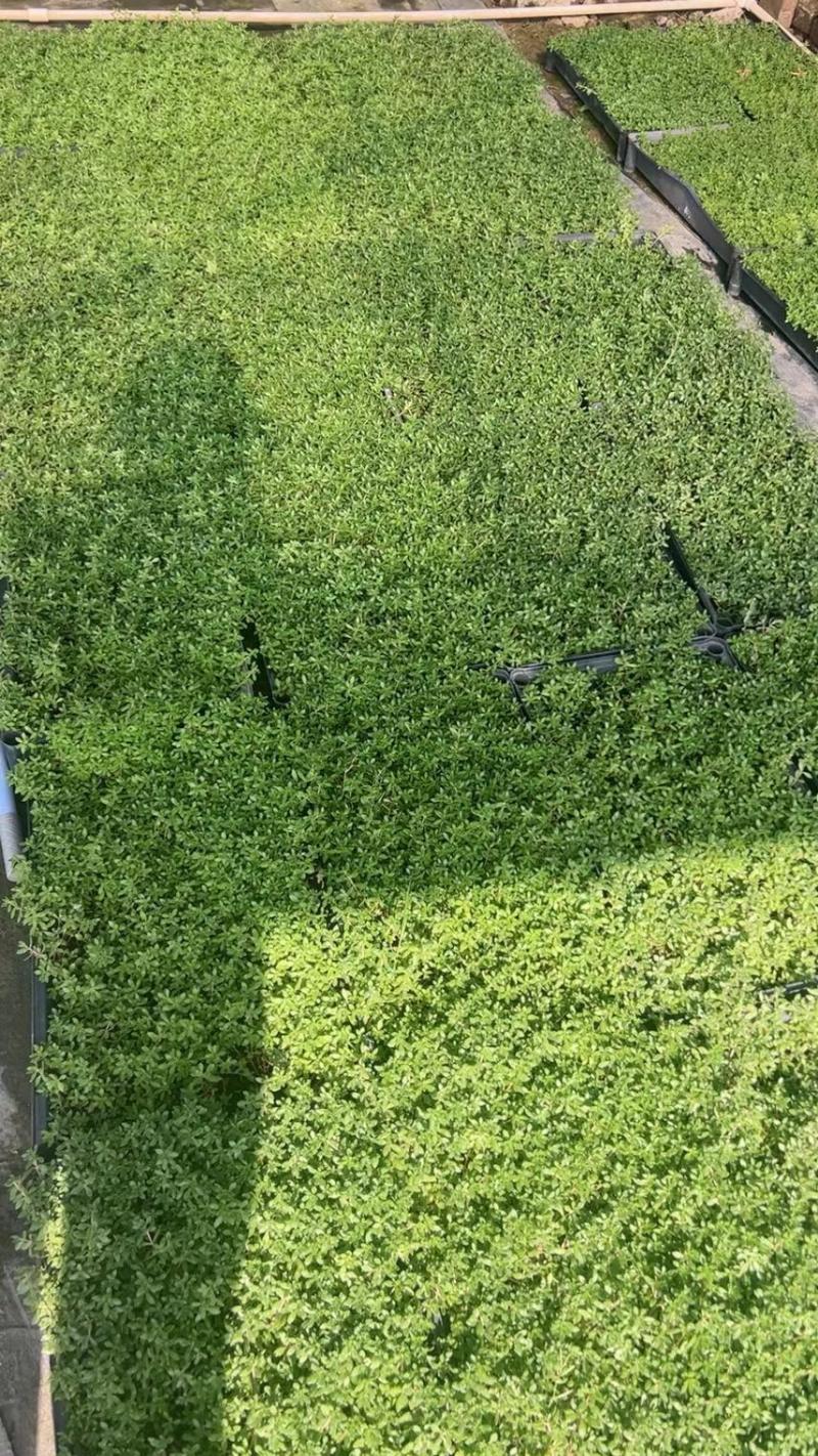 青叶佛甲草基地大量现货供应，欢迎各位客户咨询