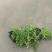 青叶佛甲草基地大量现货供应，欢迎各位客户咨询