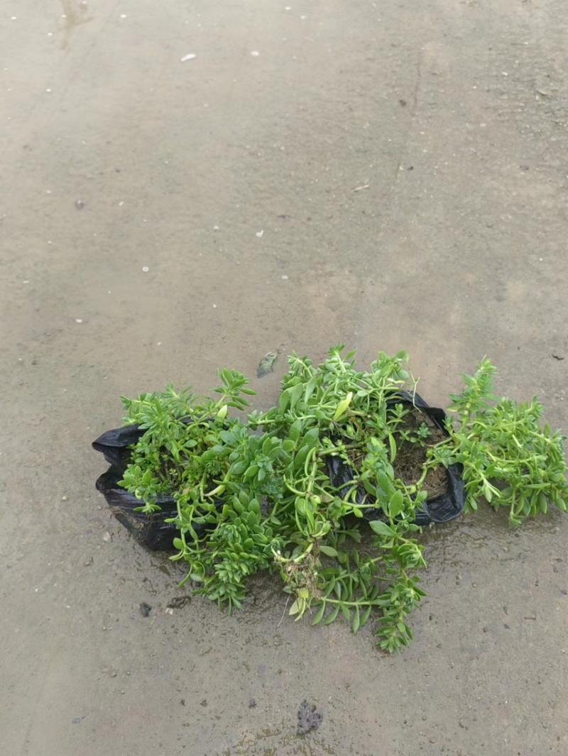 青叶佛甲草基地大量现货供应，欢迎各位客户咨询
