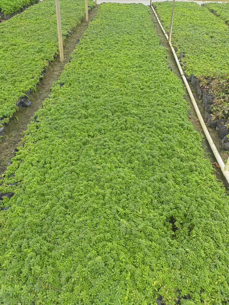 青叶佛甲草基地大量现货供应，欢迎各位客户咨询